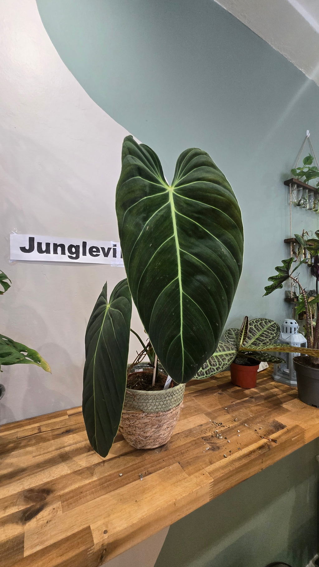 PHILODENDRON MELANOCHRYSYM