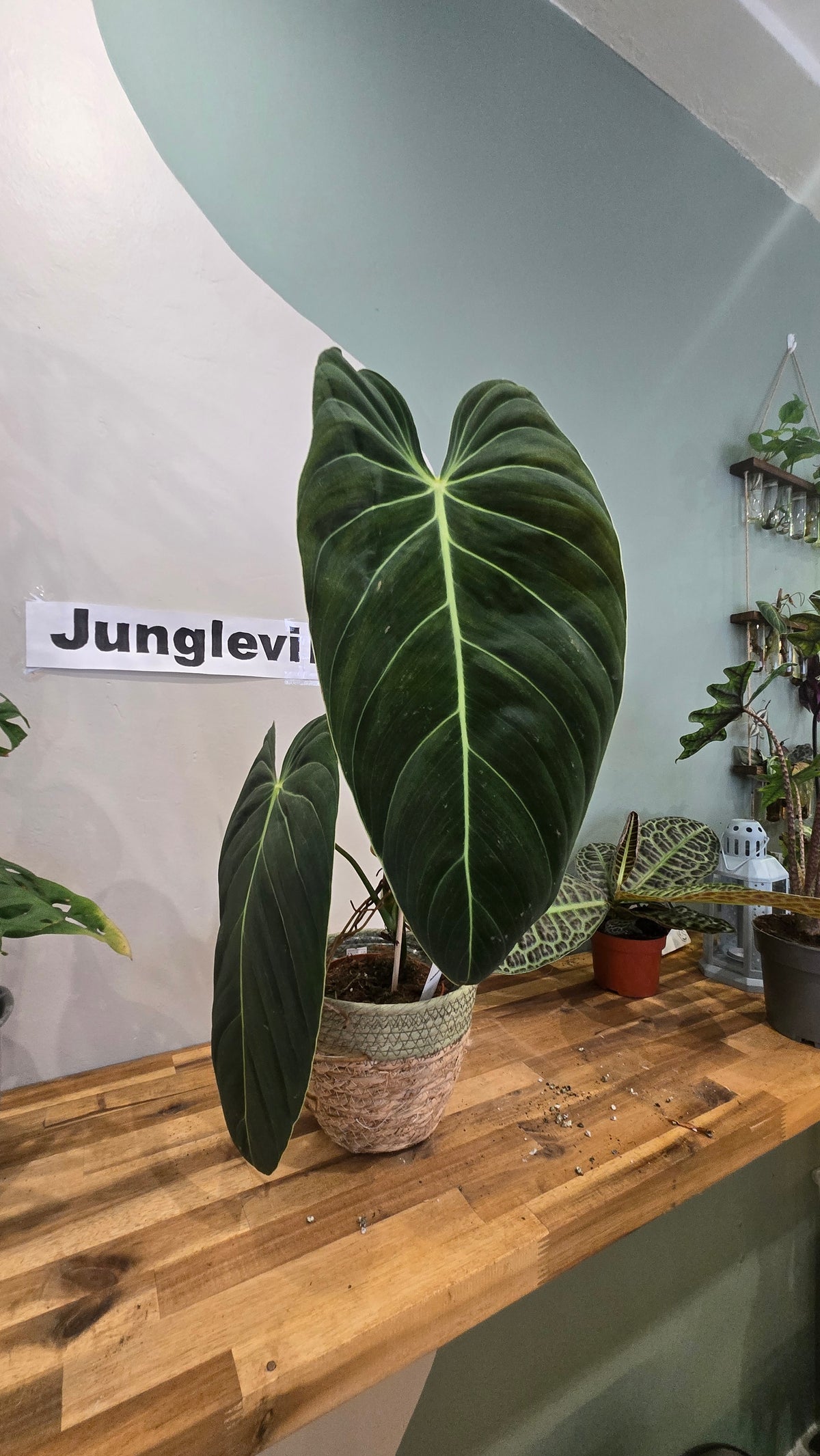 PHILODENDRON MELANOCHRYSYM