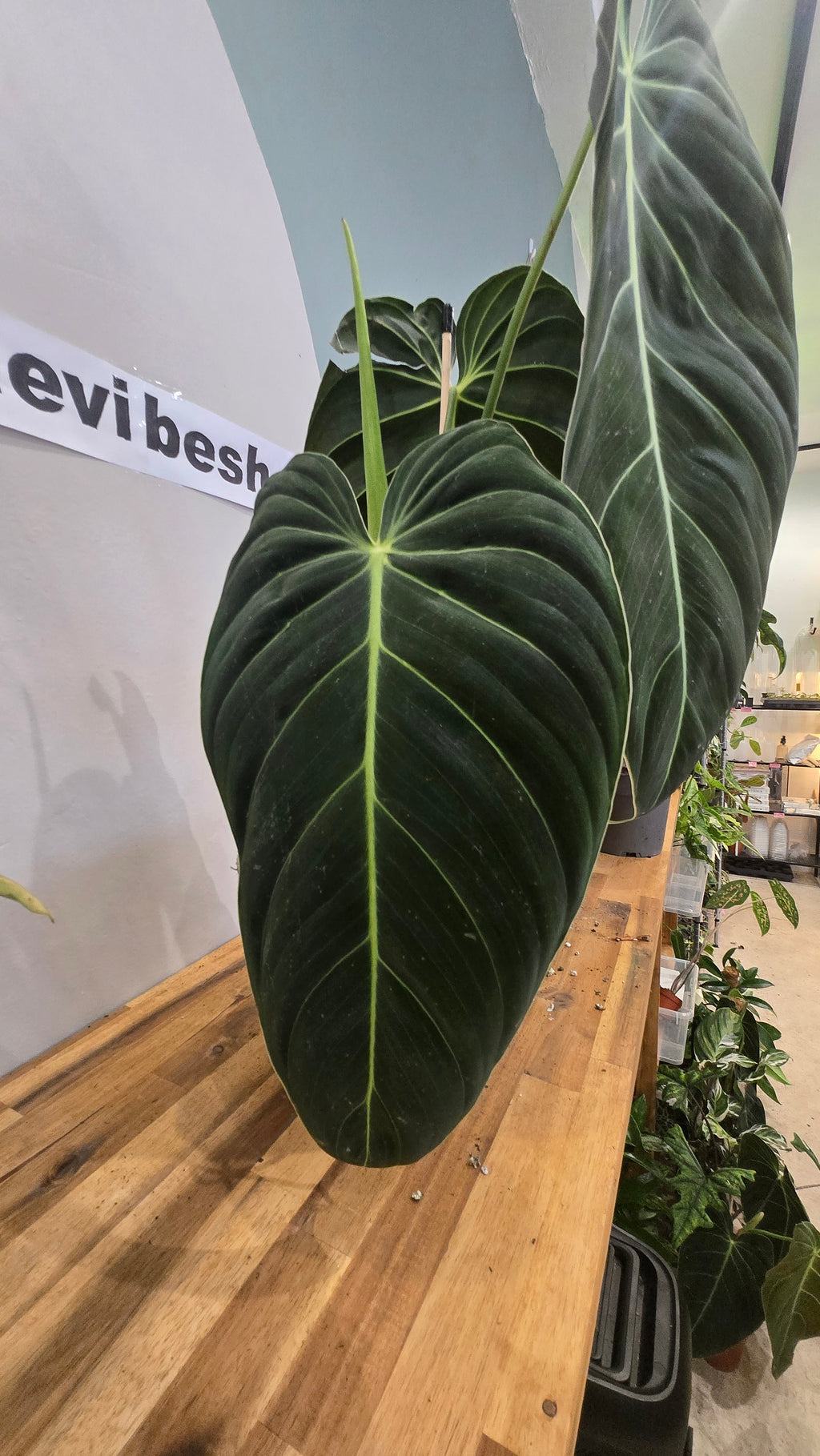PHILODENDRON MELANOCHRYSYM