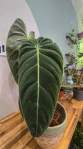 PHILODENDRON MELANOCHRYSYM