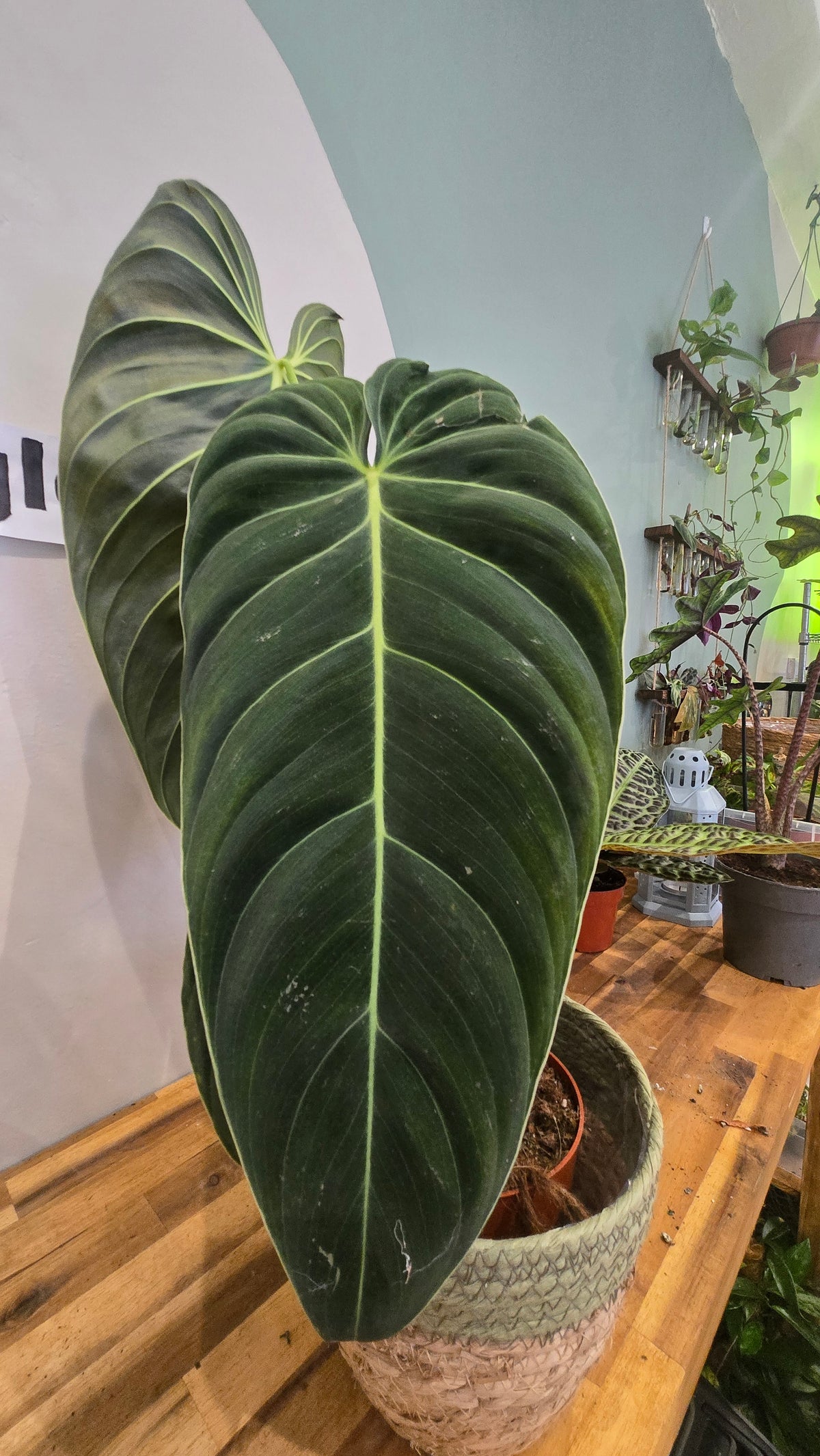 PHILODENDRON MELANOCHRYSYM