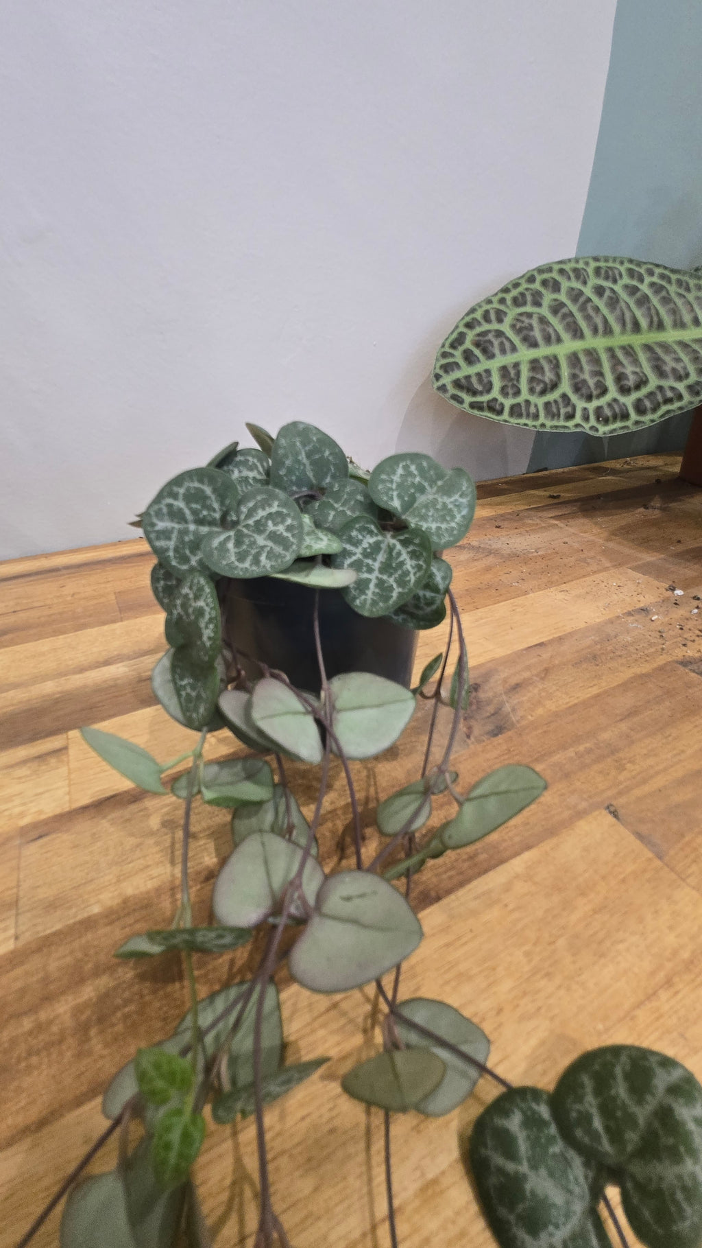 CEROPEGIA WOODII