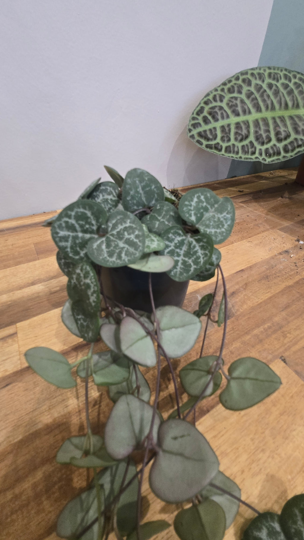 CEROPEGIA WOODII