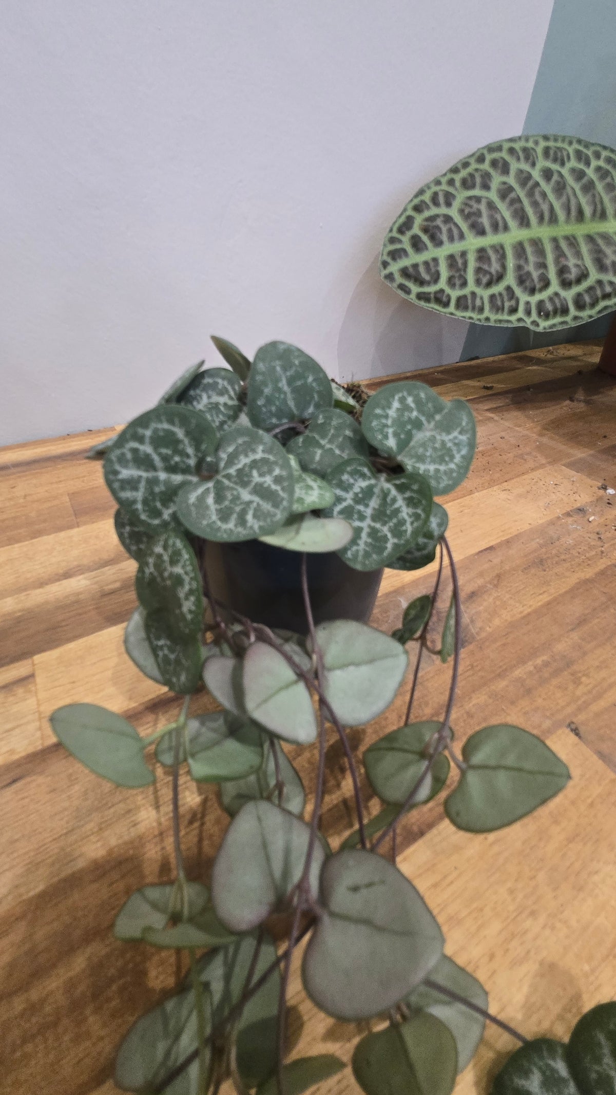 CEROPEGIA WOODII