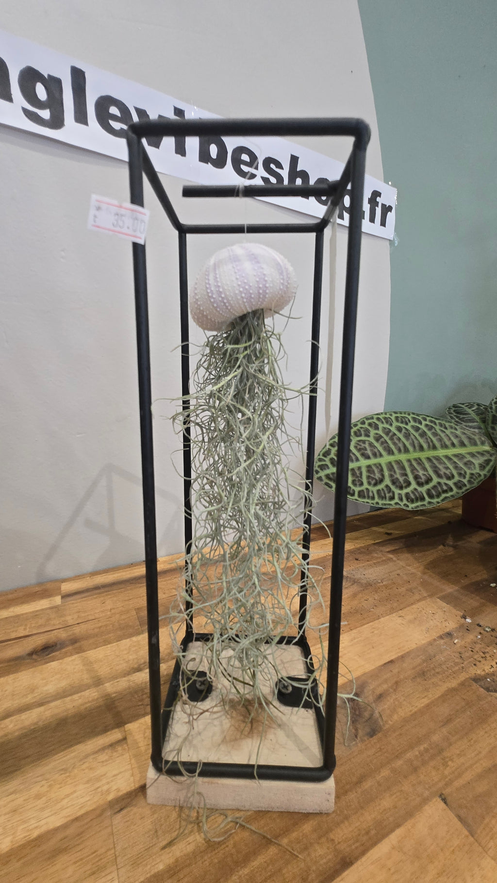 TILLANDSIA USNEOIDES