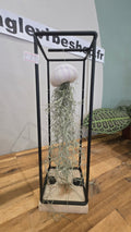 TILLANDSIA USNEOIDES