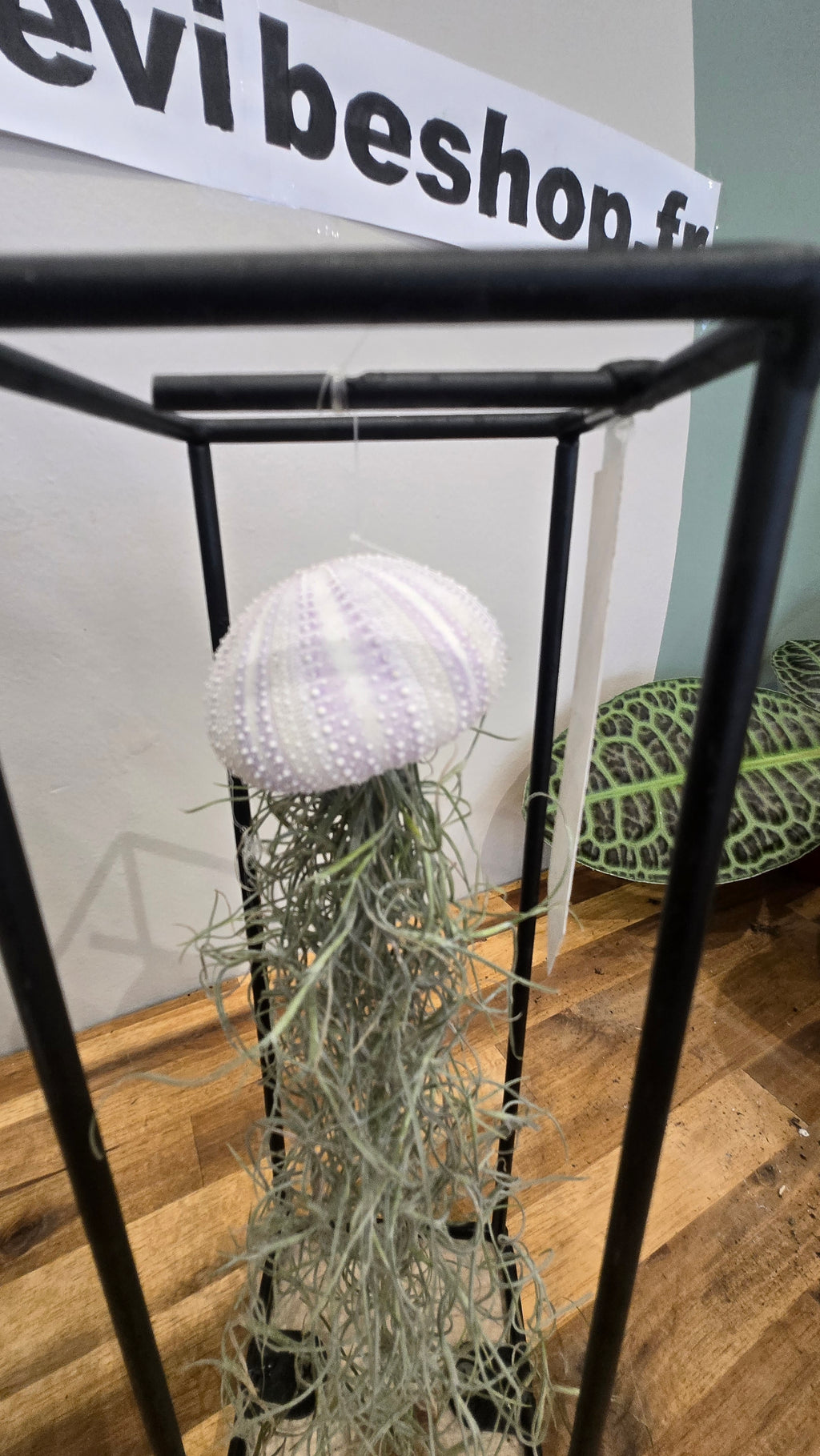 TILLANDSIA USNEOIDES