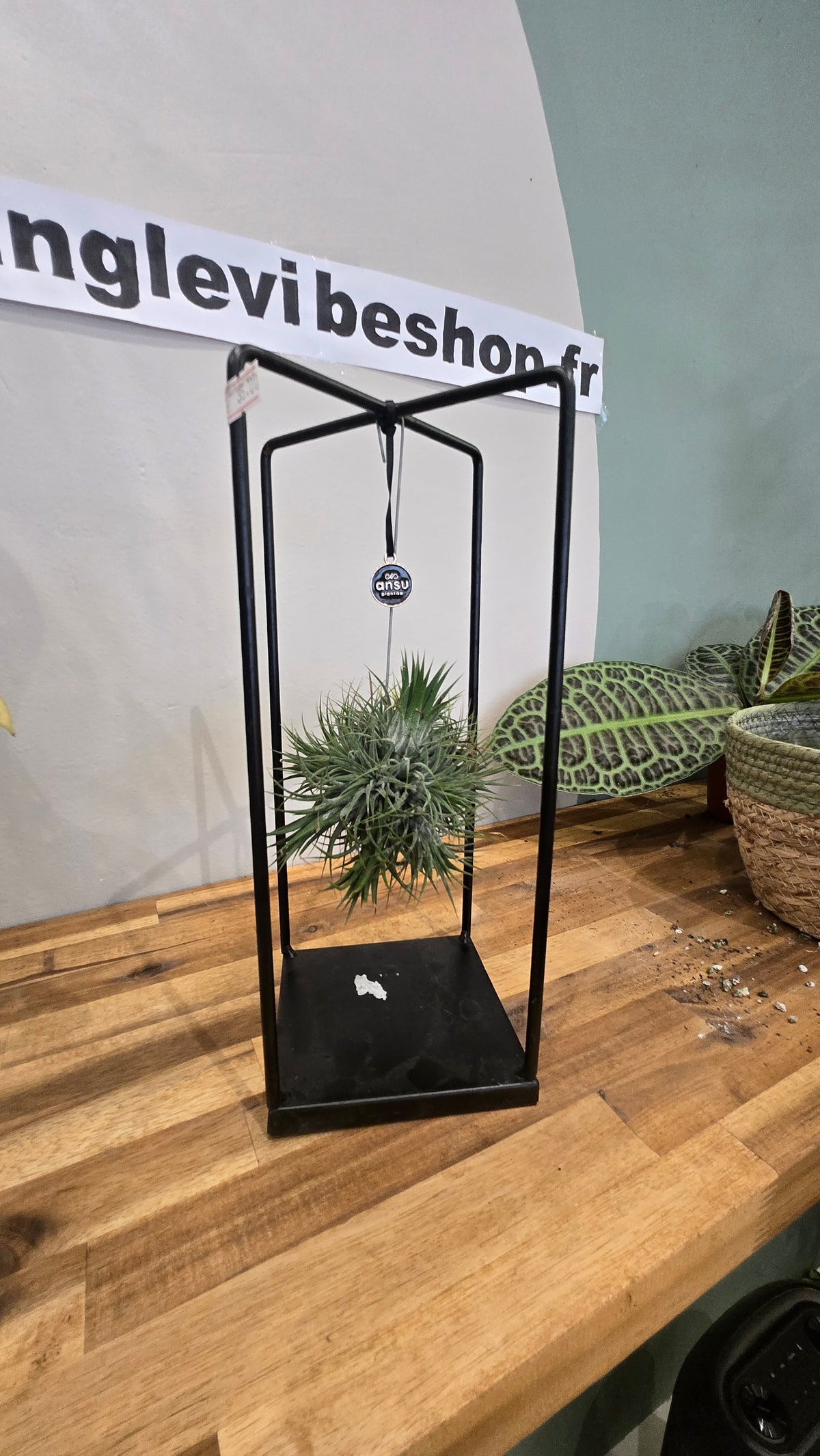 TILLANDSIA IONANTHA