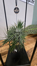 TILLANDSIA IONANTHA