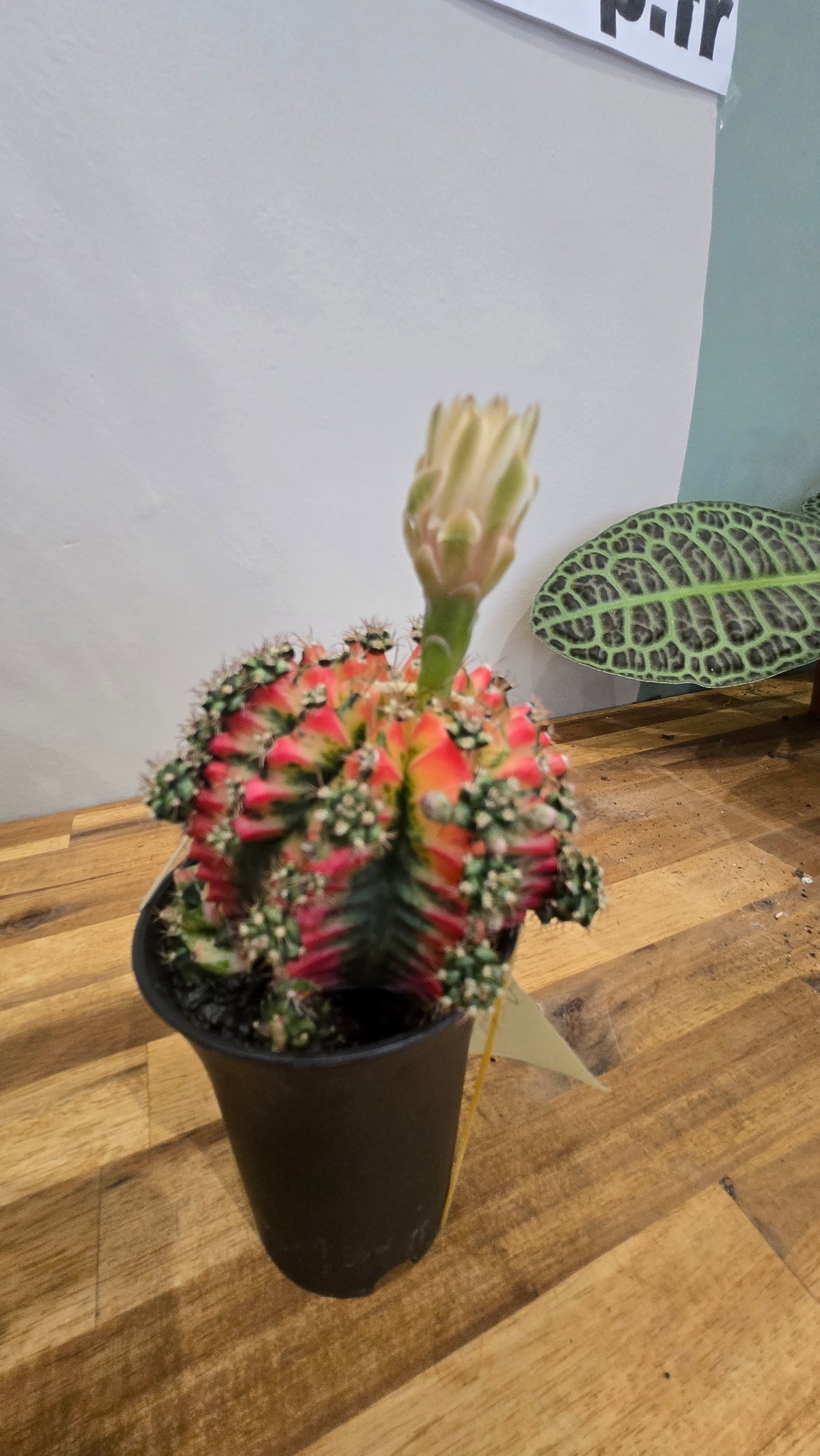 GYMNOCALYCIUM MIHANOVICHII JAPAN MULTICOLOR