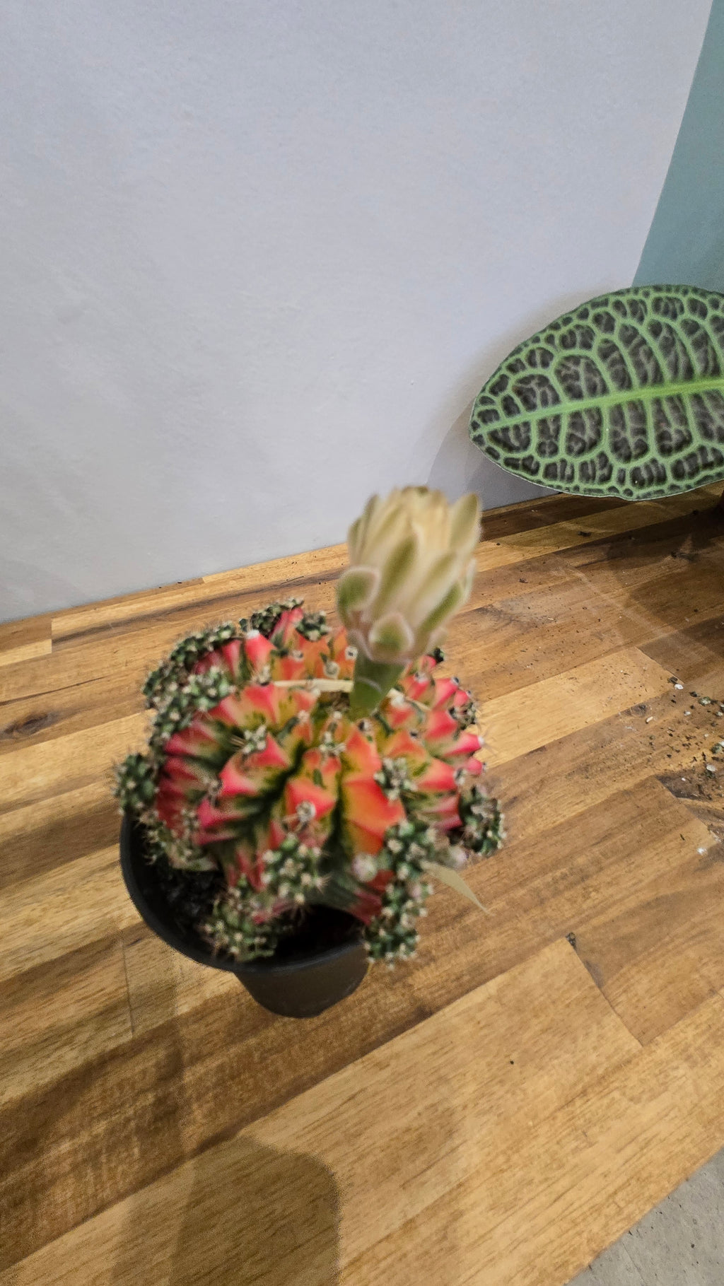 GYMNOCALYCIUM MIHANOVICHII JAPAN MULTICOLOR