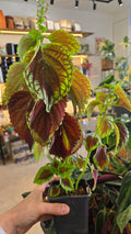 Coleus scutellarioides