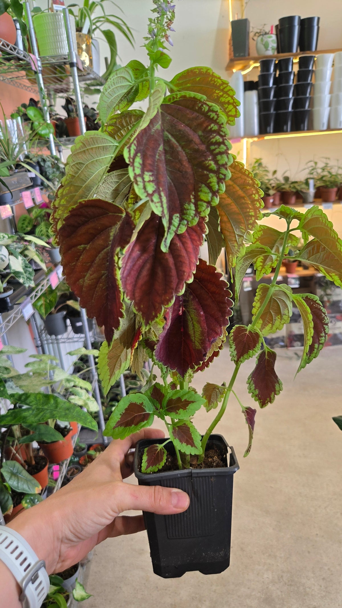 Coleus scutellarioides