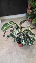 CALATHEA WHITE FUSION
