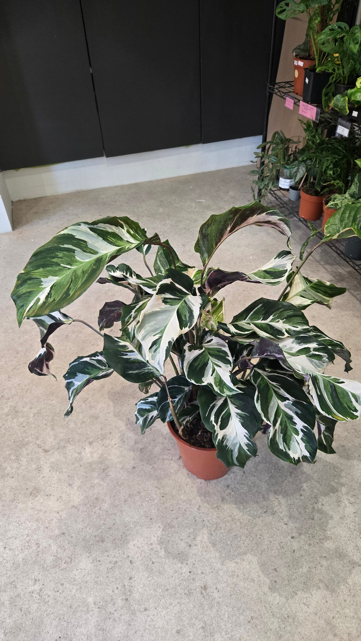 CALATHEA WHITE FUSION