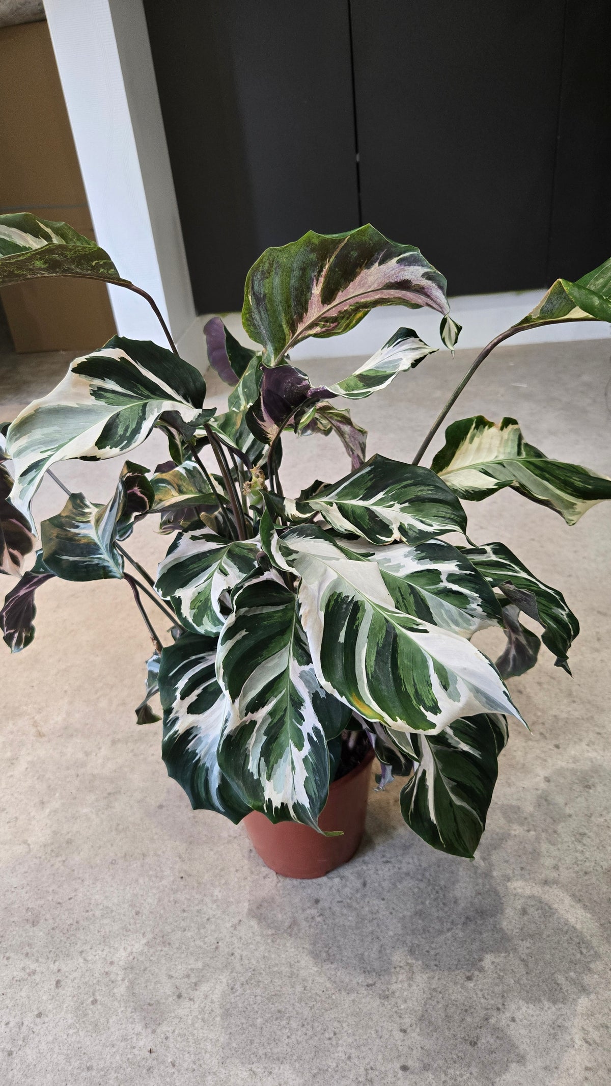 CALATHEA WHITE FUSION