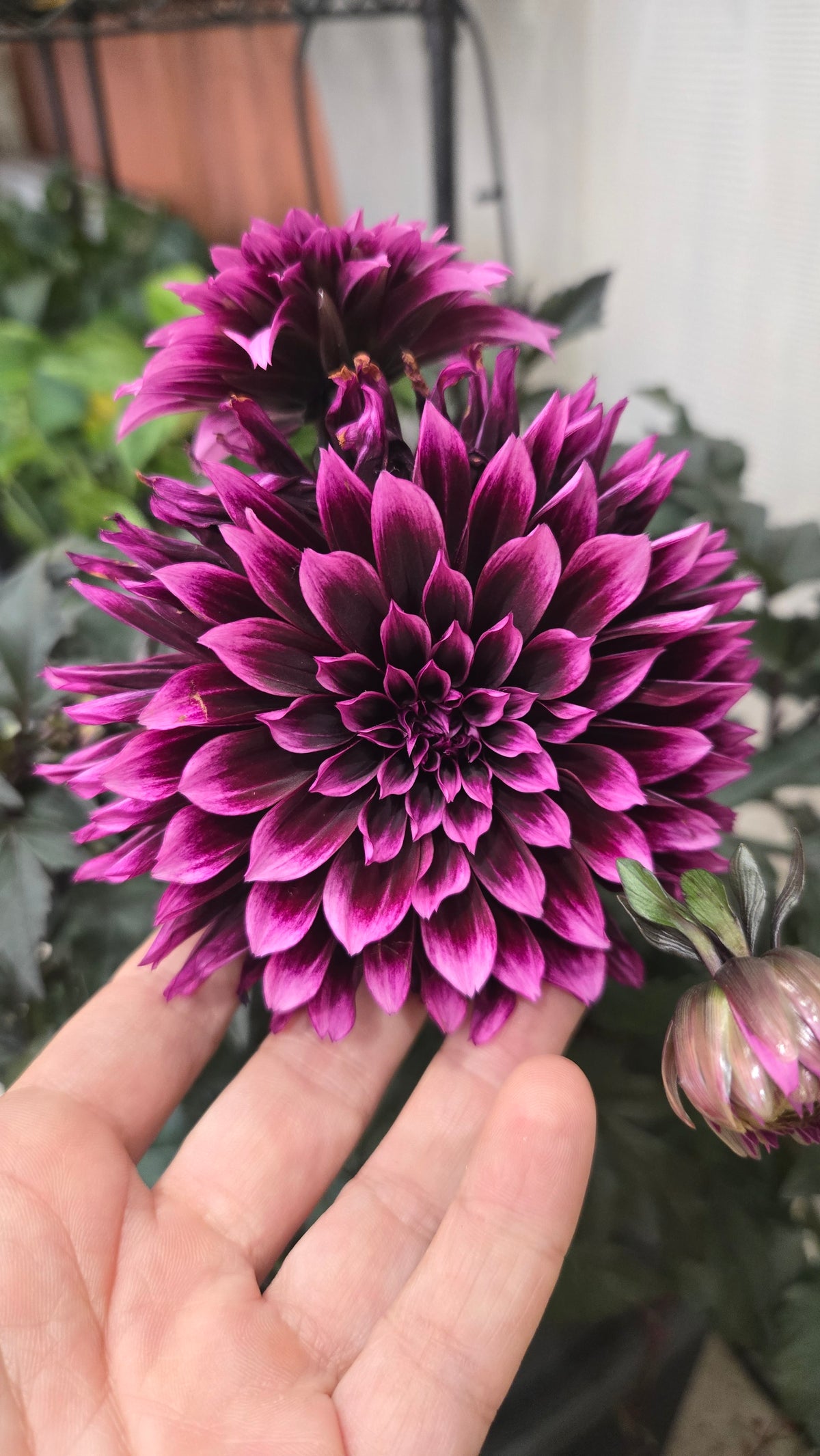 DAHLIA DALINA