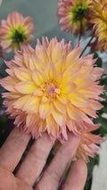 DALHIA GARDENETTA PEACH