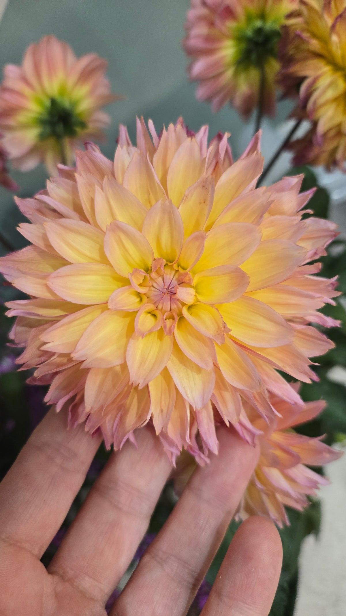 DALHIA GARDENETTA PEACH