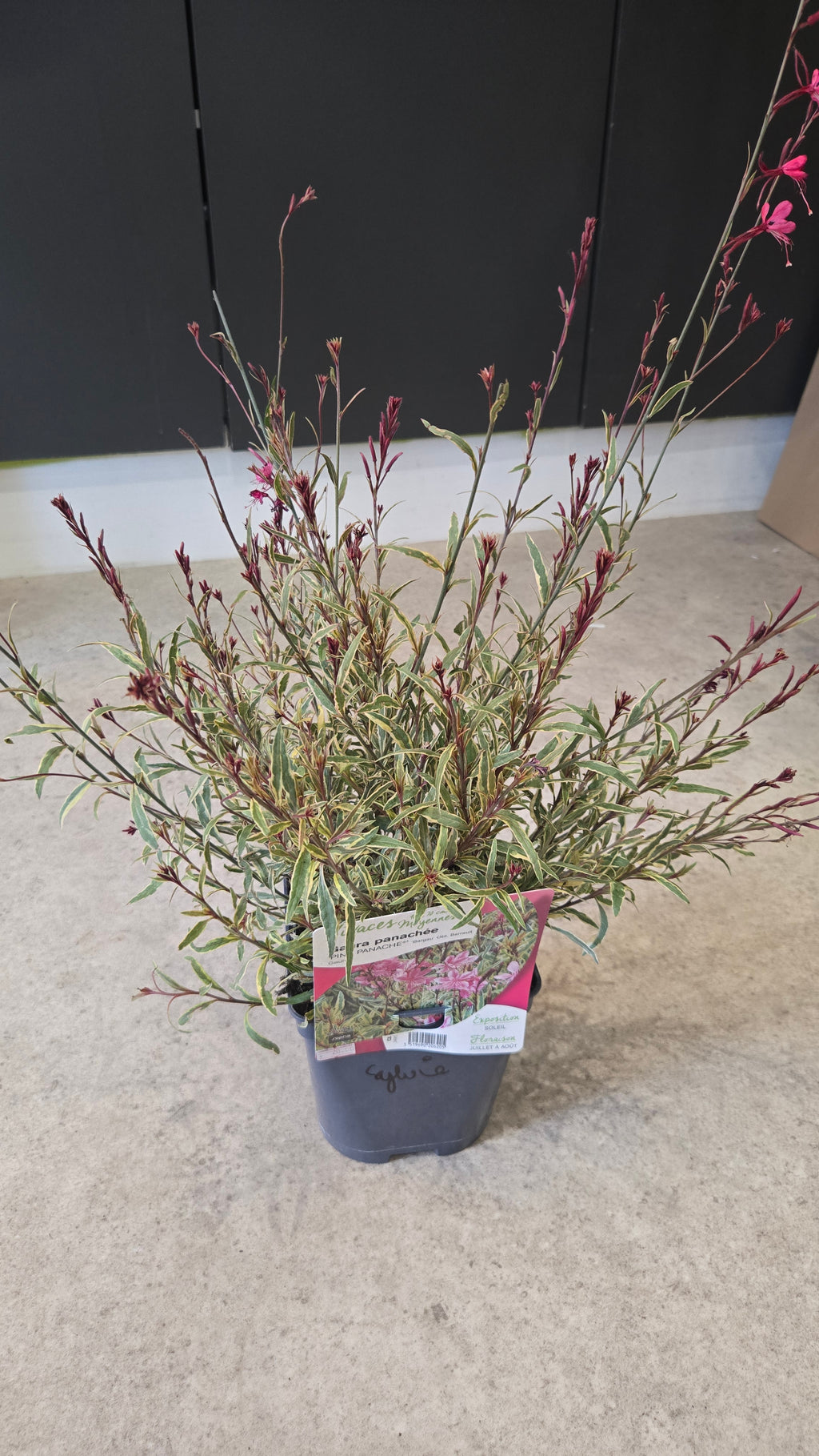 GAURA LINDHEIMERI VARIEGATA