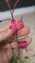 GAURA LINDHEIMERI VARIEGATA