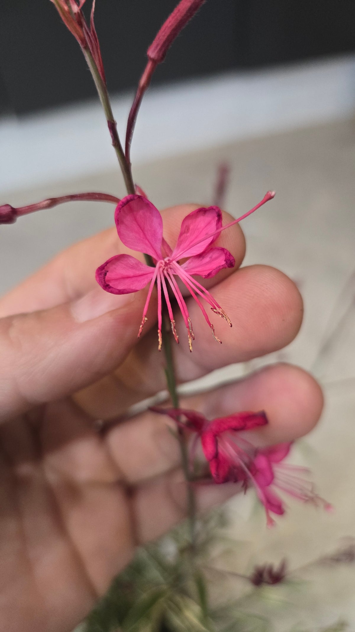 GAURA LINDHEIMERI VARIEGATA