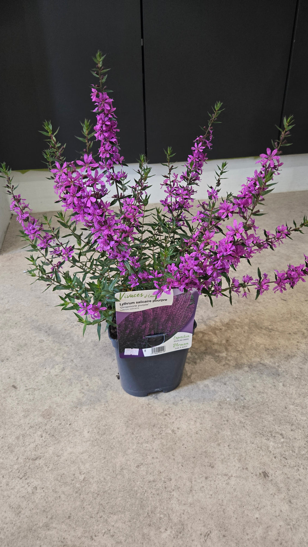 LYTHRUM SALICARIA