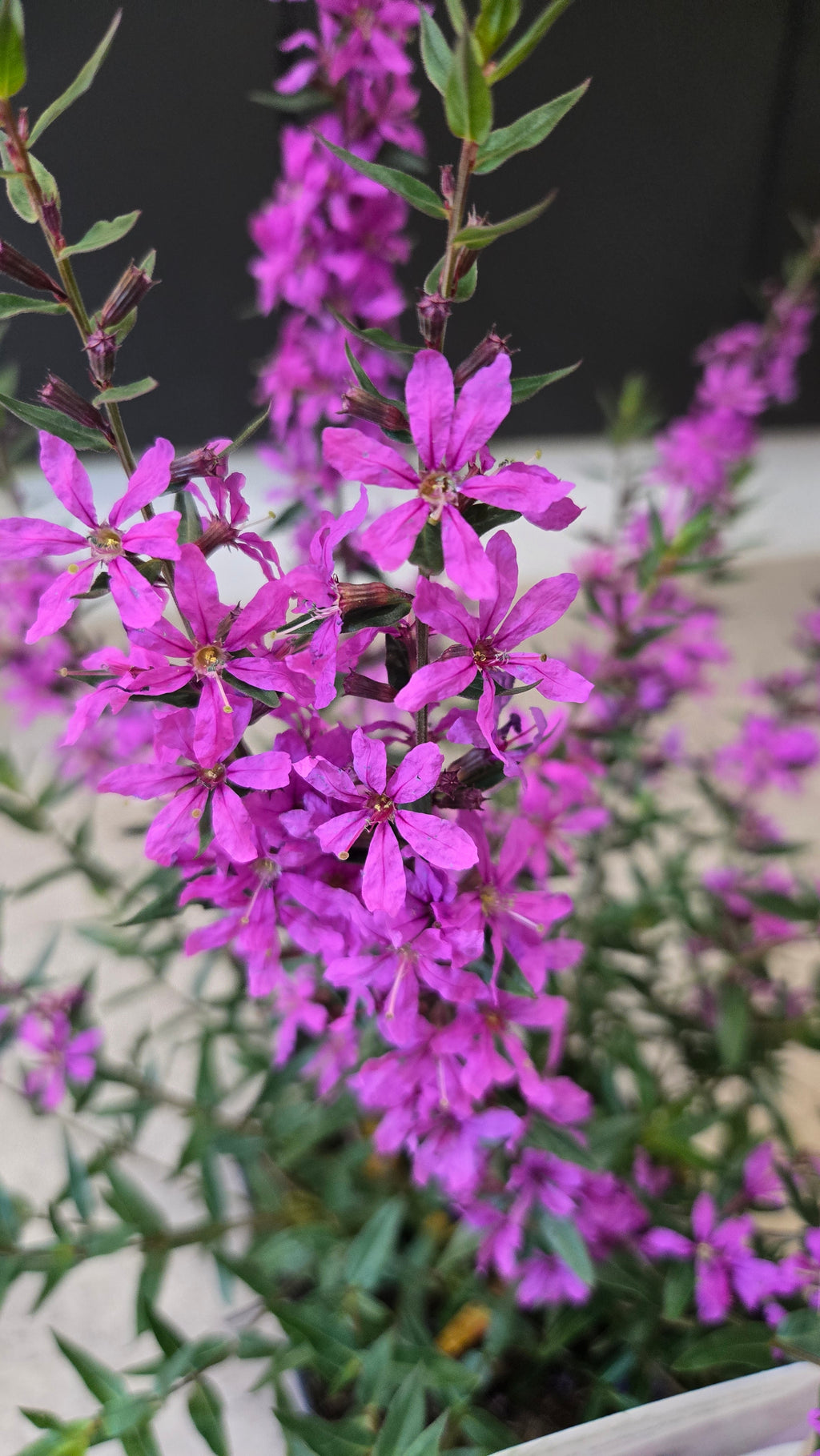 LYTHRUM SALICARIA