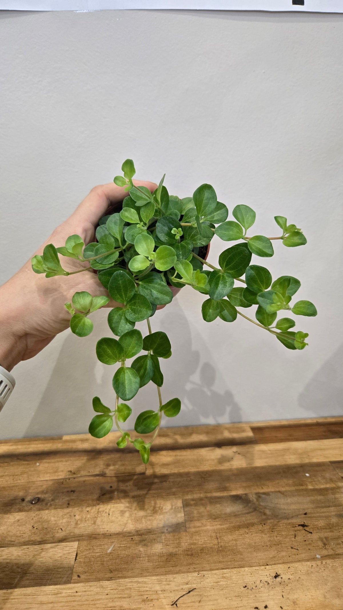 PEPEROMIA ROTUNDIFOLIUM