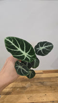 Alocasia ninja