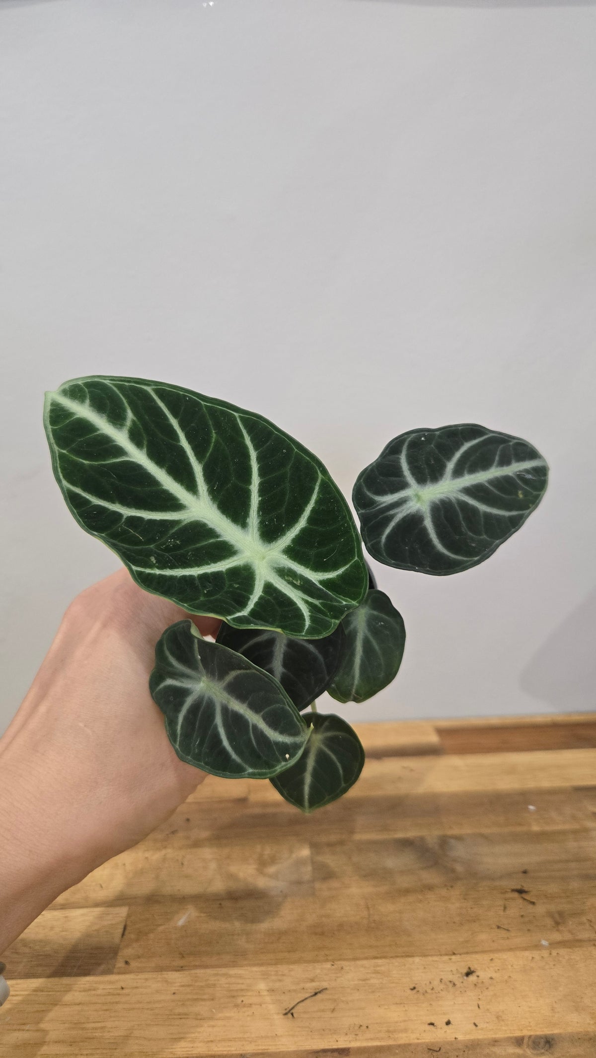 Alocasia ninja