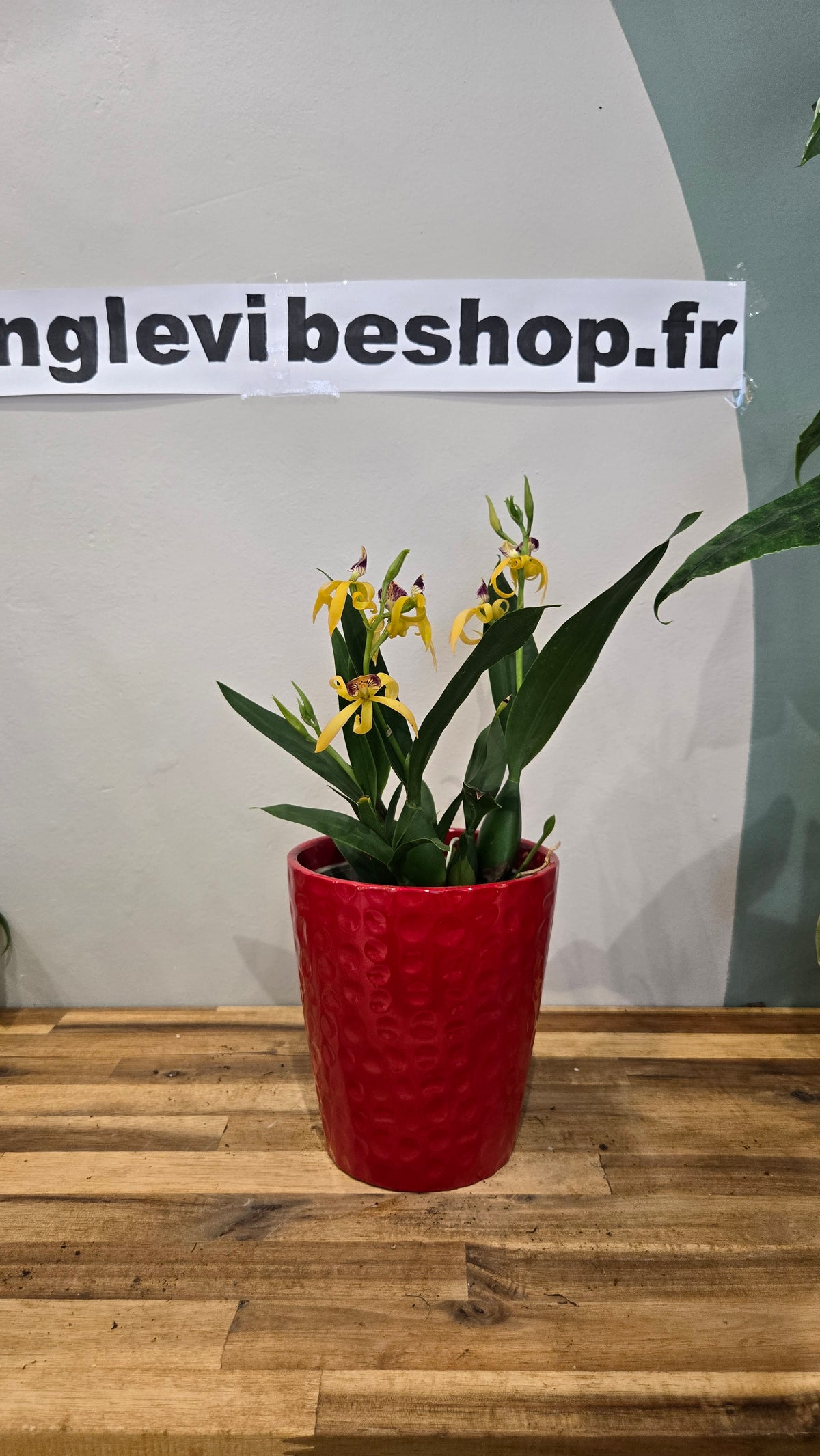 ORCHIDEE ENCYCLIA BOTANIQUE