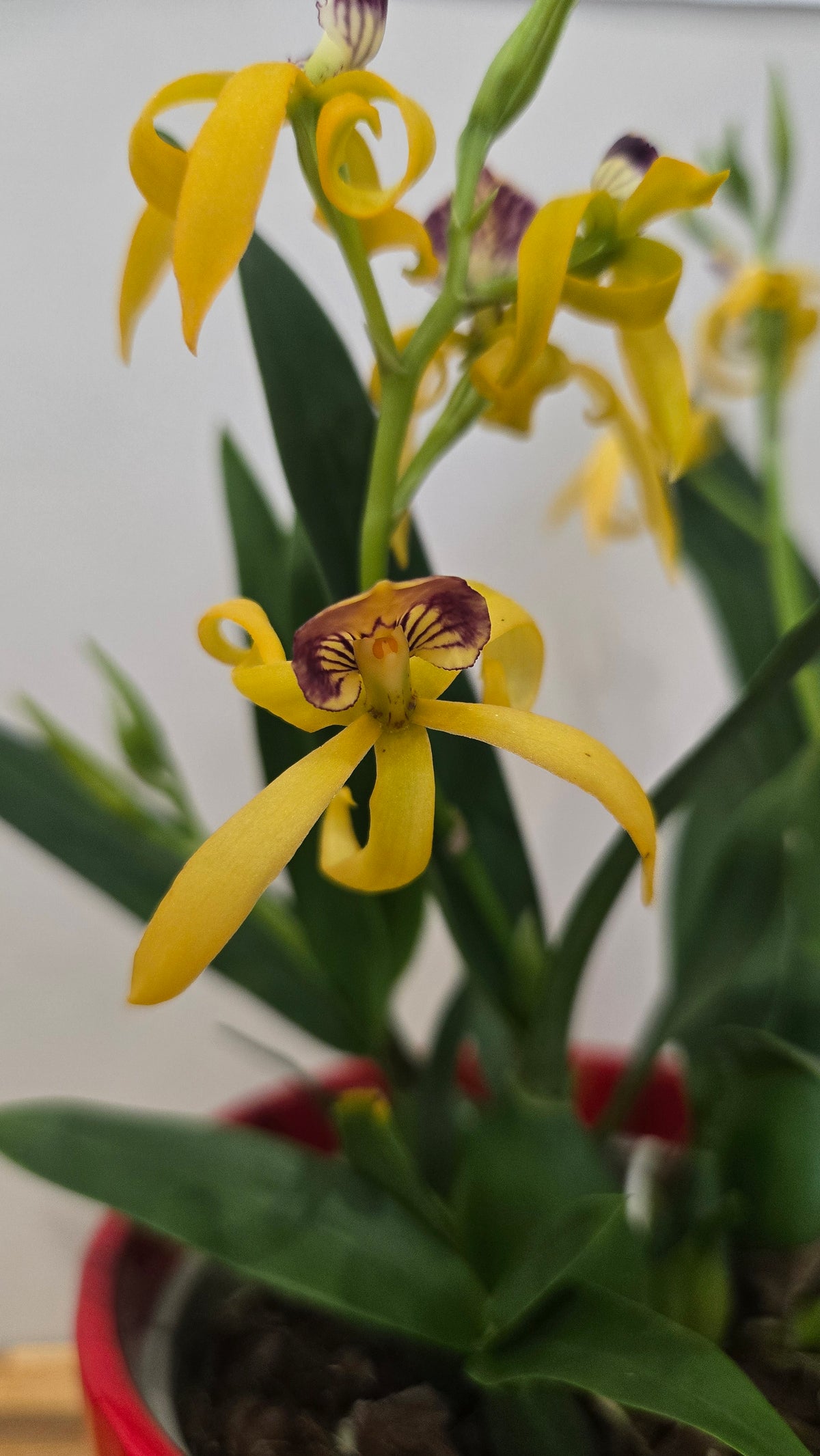 ORCHIDEE ENCYCLIA BOTANIQUE