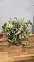 TRADESCANTIA FLUMINENSIS QUADRICOLOR