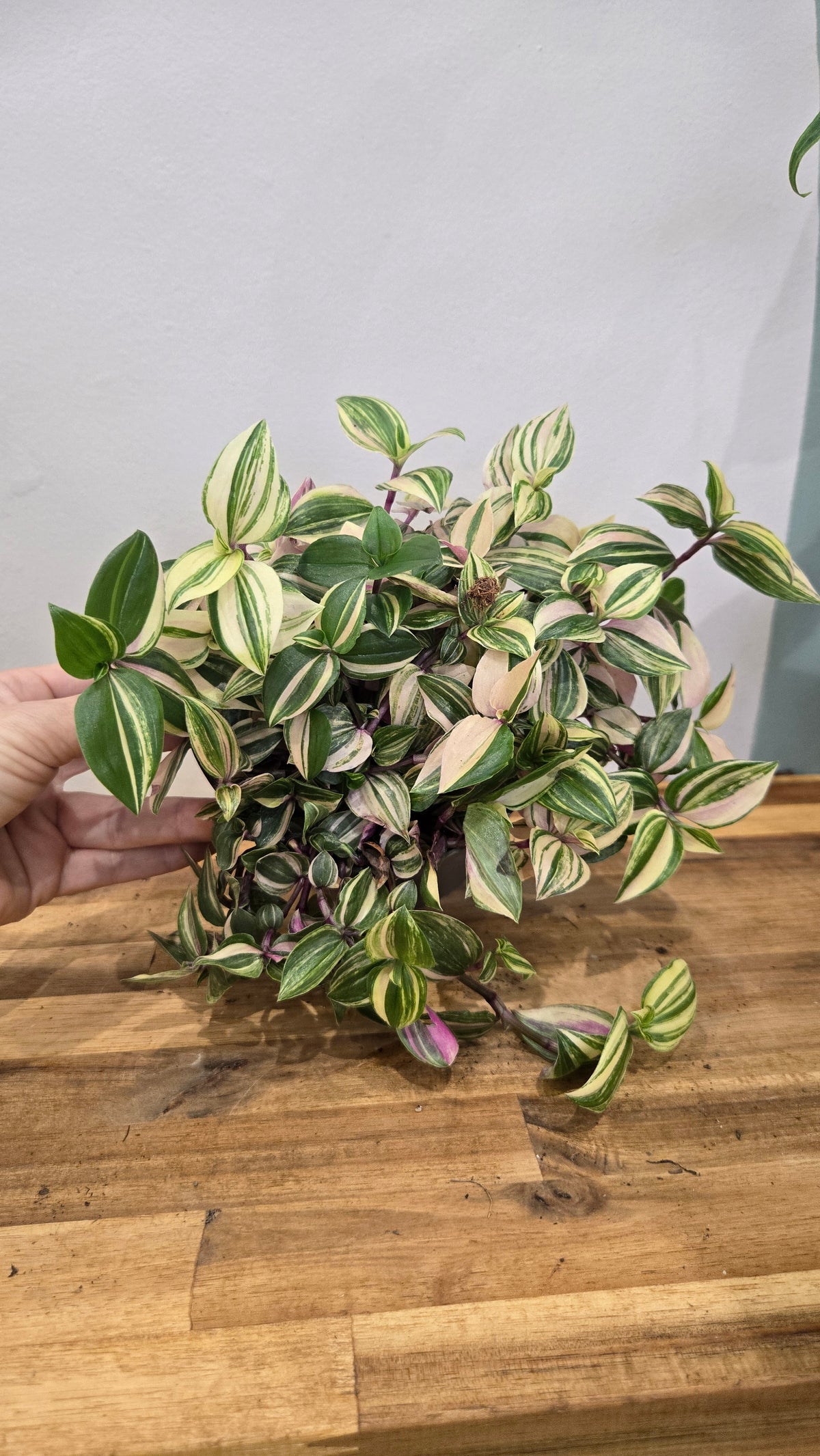 TRADESCANTIA FLUMINENSIS QUADRICOLOR