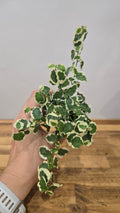 FICUS PUMILLA VARIEGATA