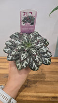STREPTOCARPUS PURPELINA