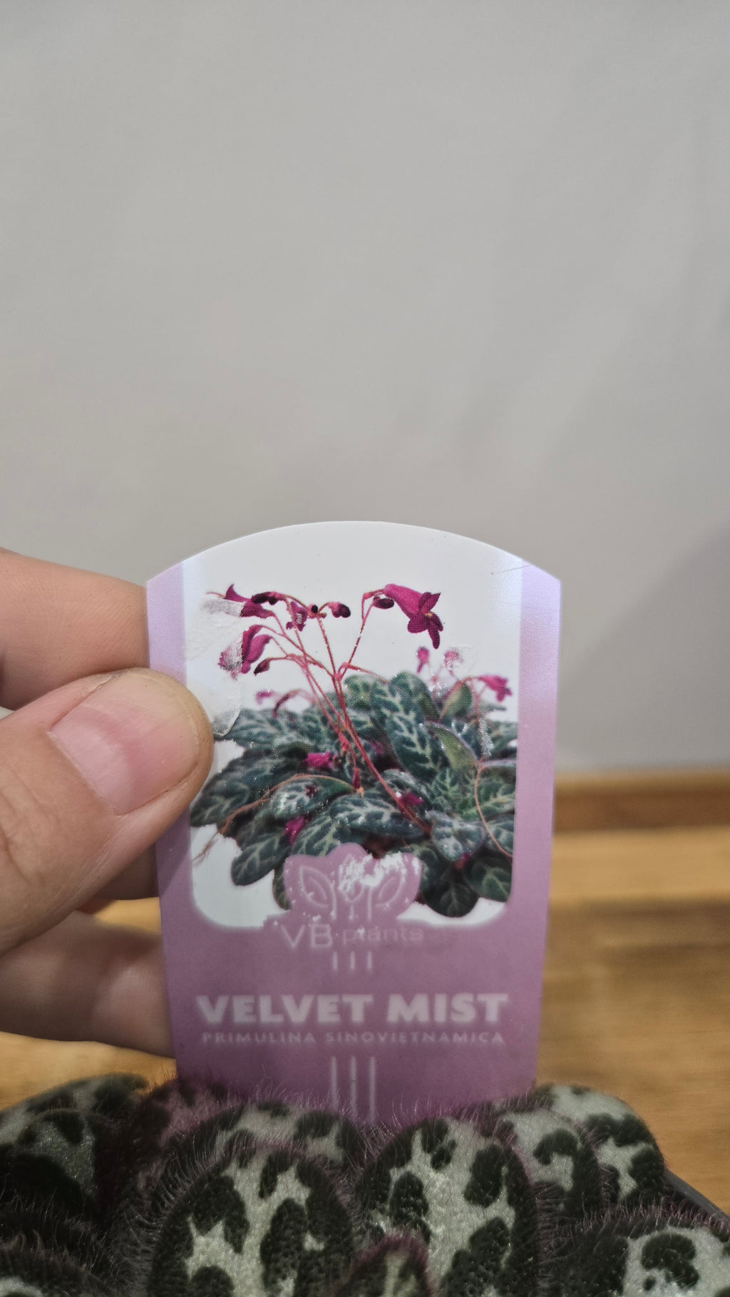 STREPTOCARPUS PURPELINA
