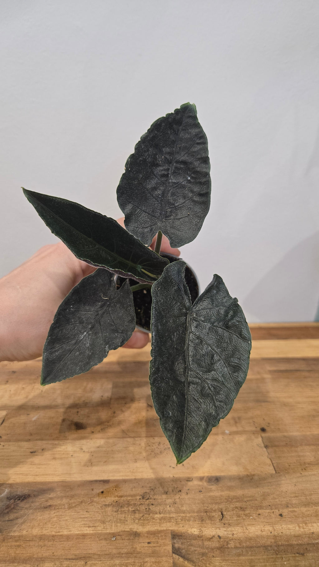Alocasia Antoro Velvet