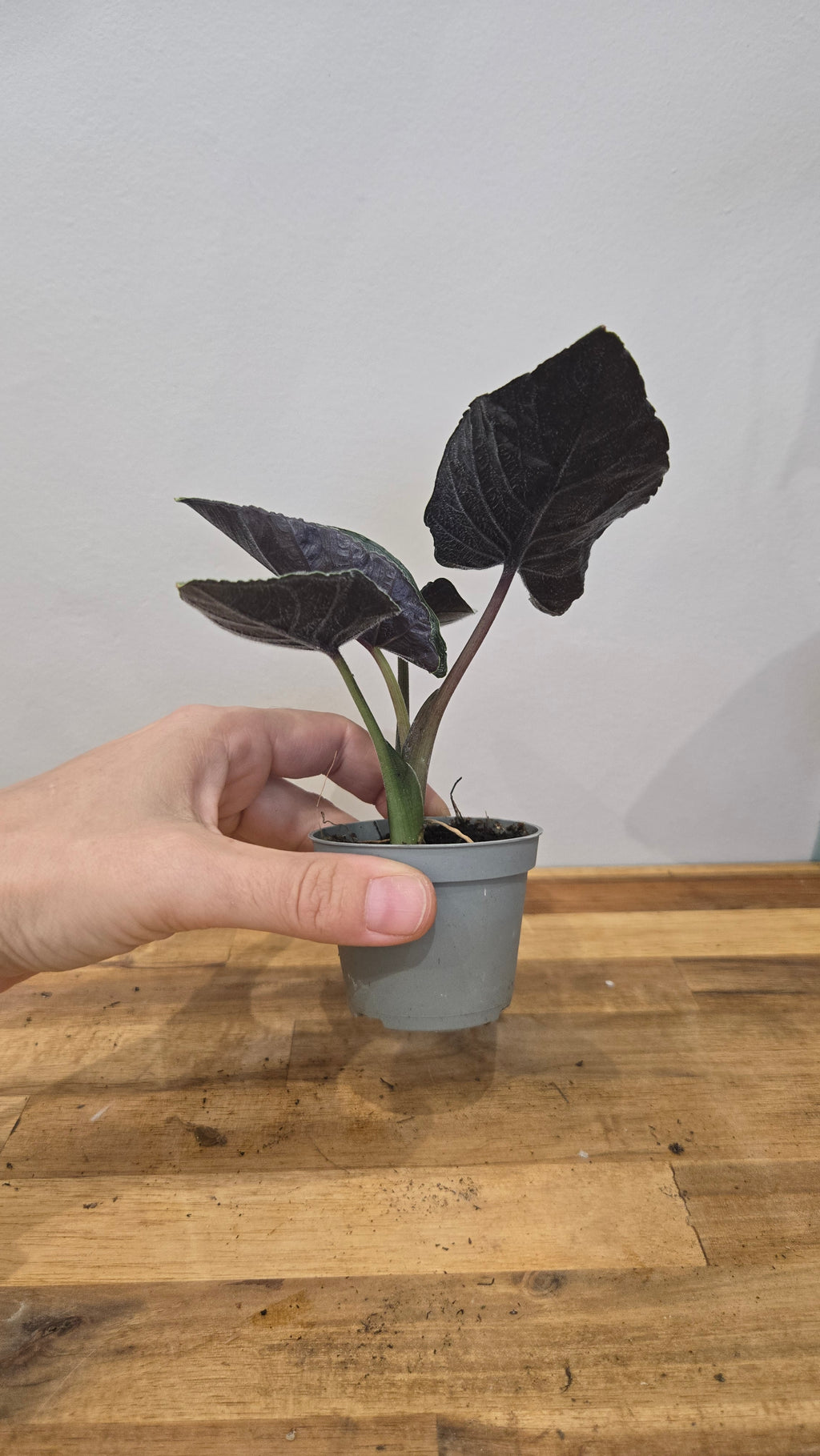 Alocasia Antoro Velvet