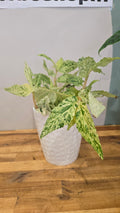 PELLIONIA REPENS VARIEGATA