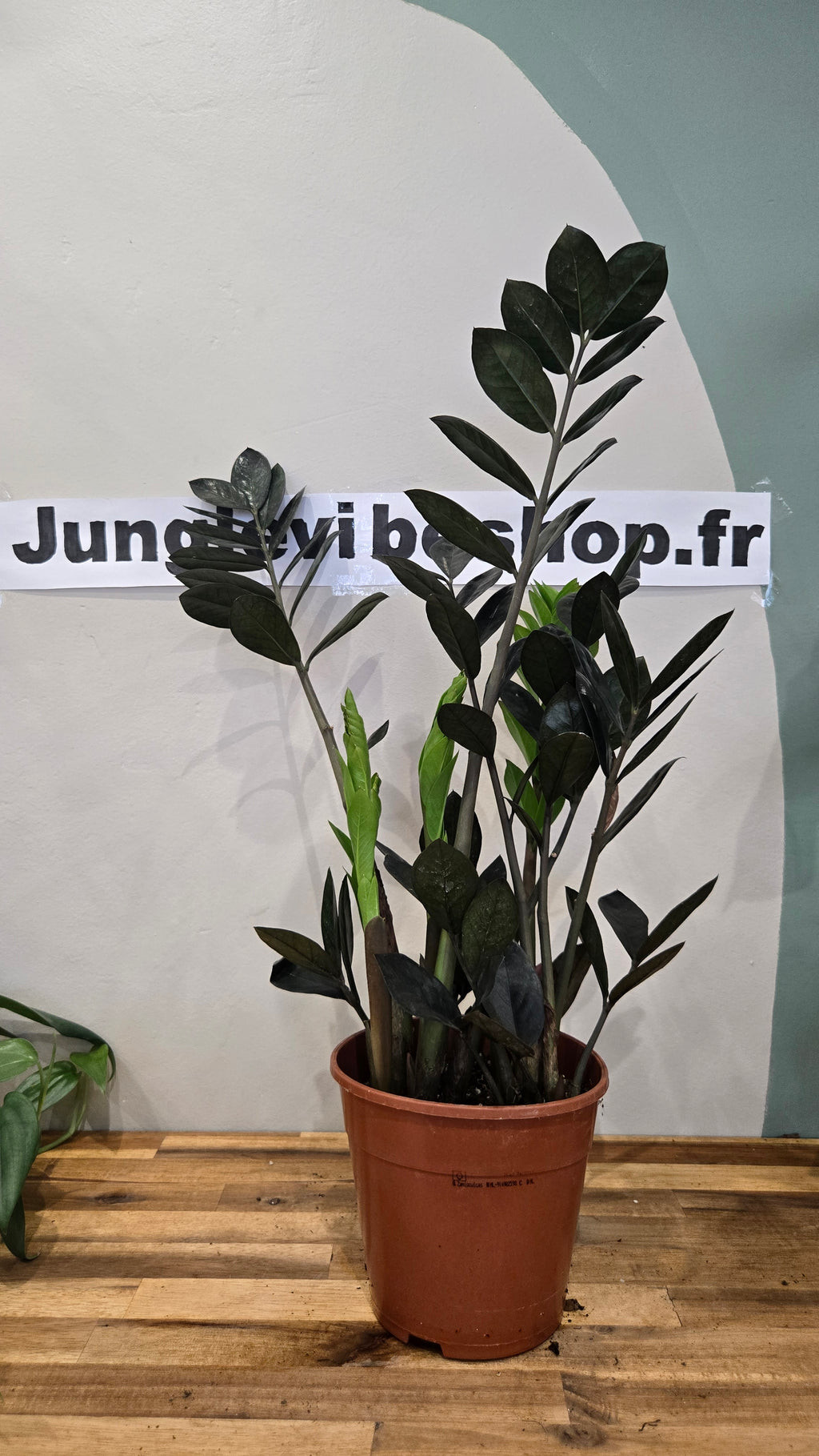 ZAMIOCULCAS ZAMIFOLIA RAVEN