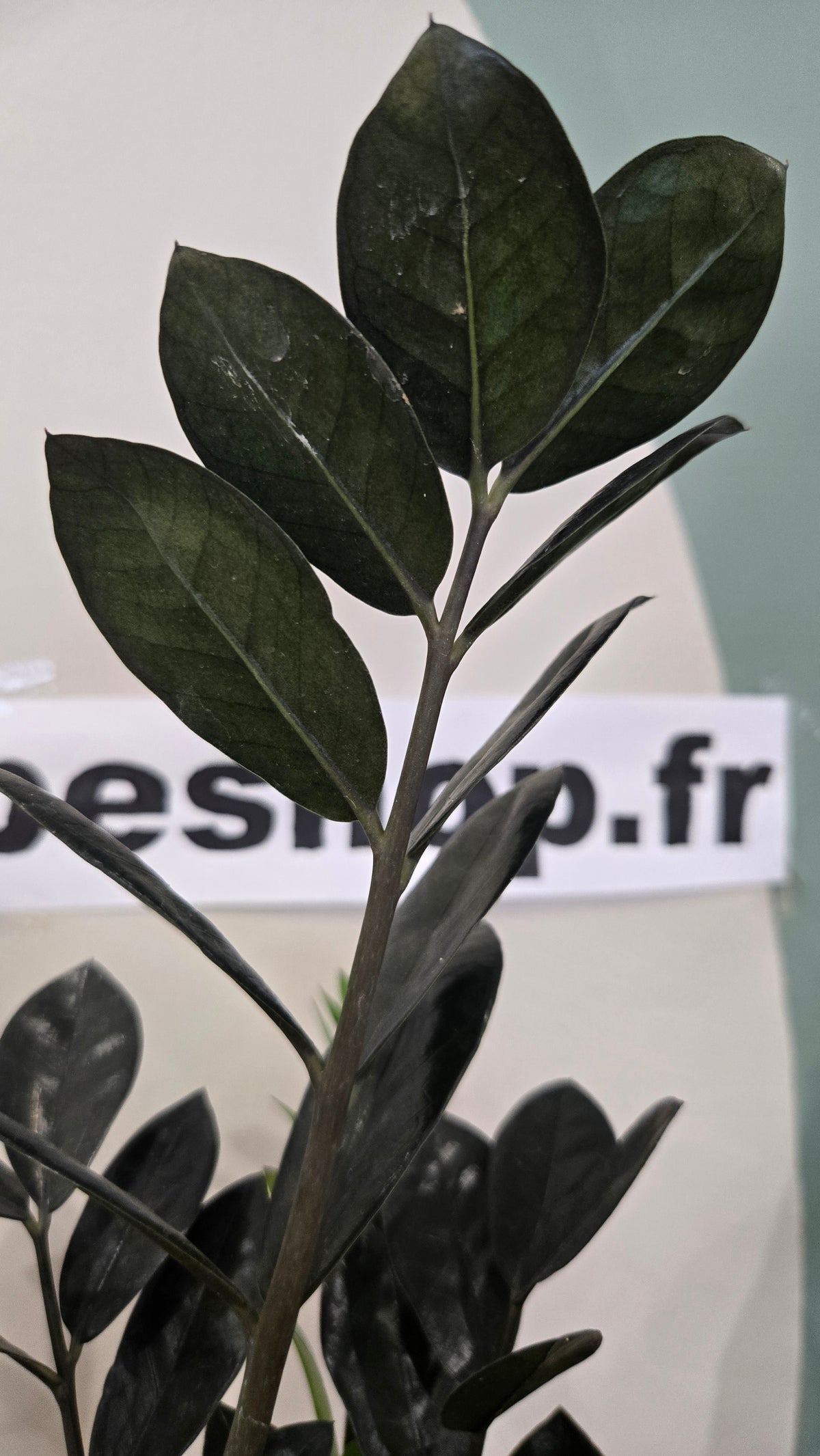 ZAMIOCULCAS ZAMIFOLIA RAVEN