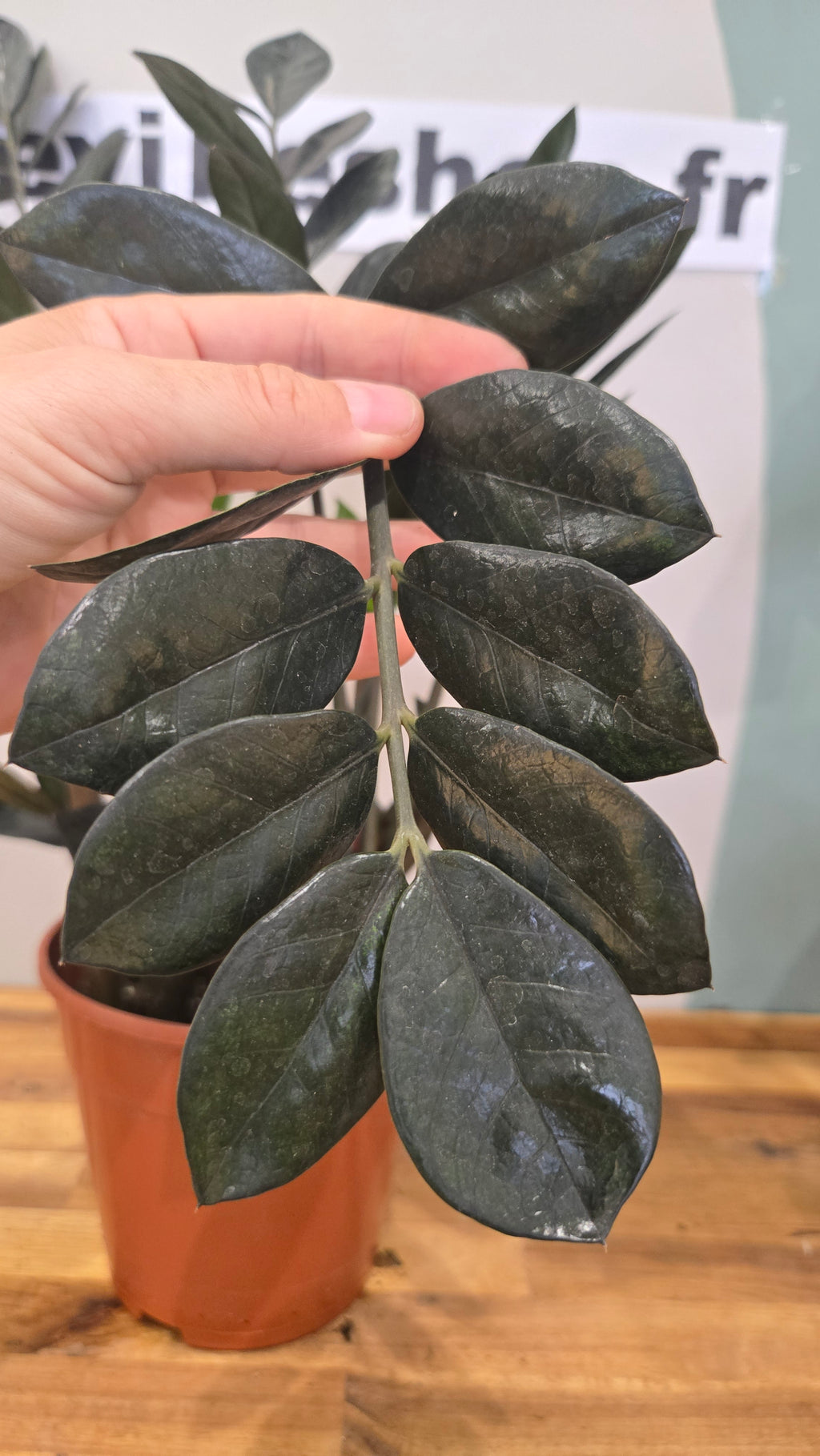 ZAMIOCULCAS ZAMIFOLIA RAVEN