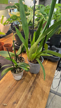TRIO  D ORCHIDEE