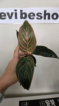 PHILODENDRON PINK BIKINI