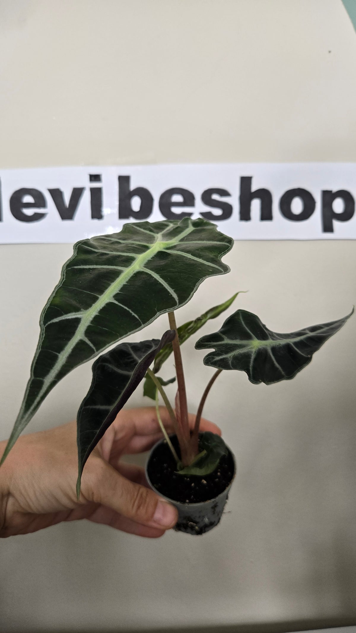 ALOCASIA AMAZONICA