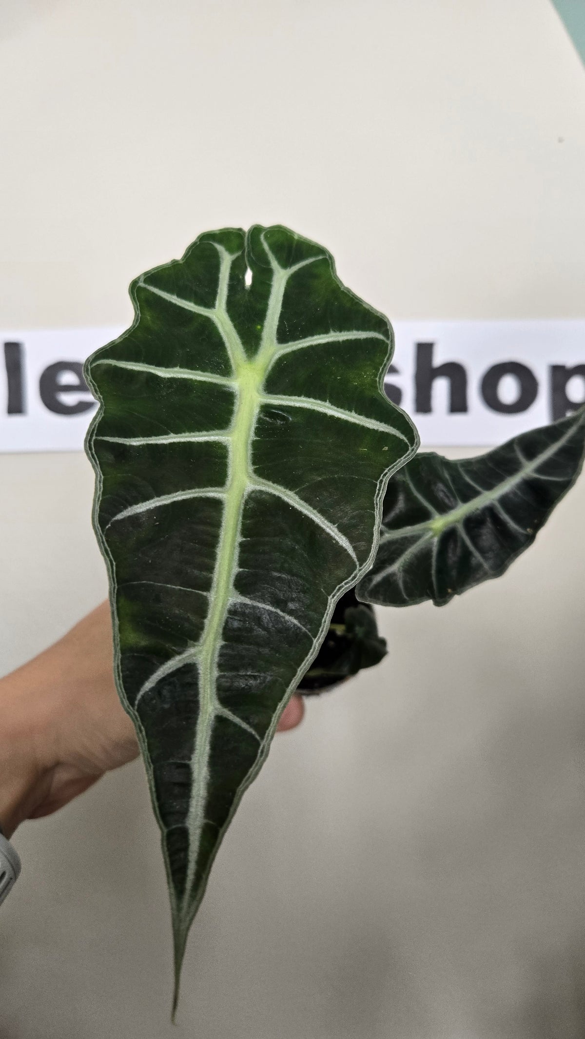 ALOCASIA AMAZONICA