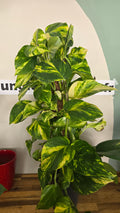 SCINDAPSUS AUREUM DORÉ
