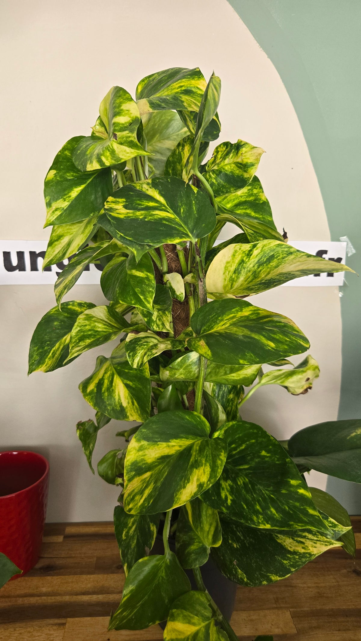 SCINDAPSUS AUREUM DORÉ